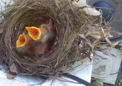 Webcam – Robin Nest