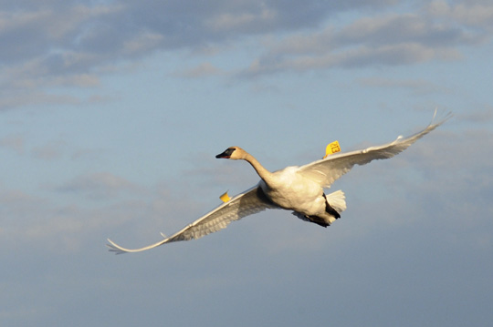 Tagging Trumpeter Swans