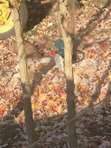 woodpecker at feeder
