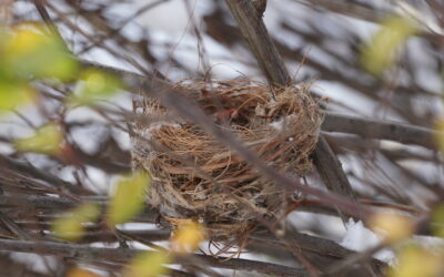 Finding Bird Nests