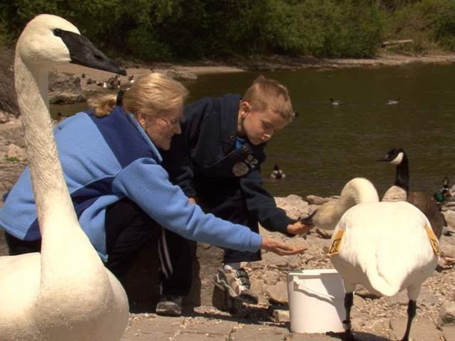 Reintroduction of Trumpeter Swans into Ontario