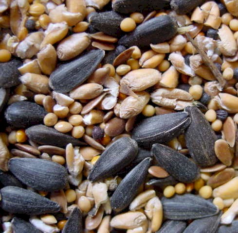 What is the best bird seed to attract birds?