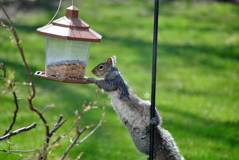 How do you keep squirrels off your bird feeder?