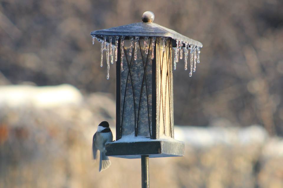 How do you attract birds in the winter?